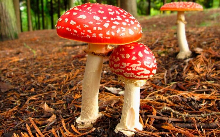 Best Amanita Muscaria Mushroom Gummies