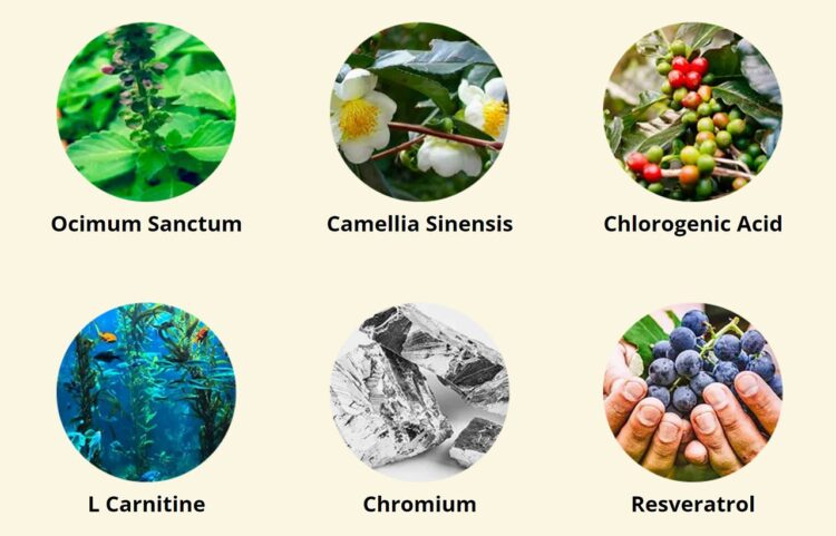 Sync’s Sunlight-Based Metabolism Booster: Reviewing the Latest Research - Image 2